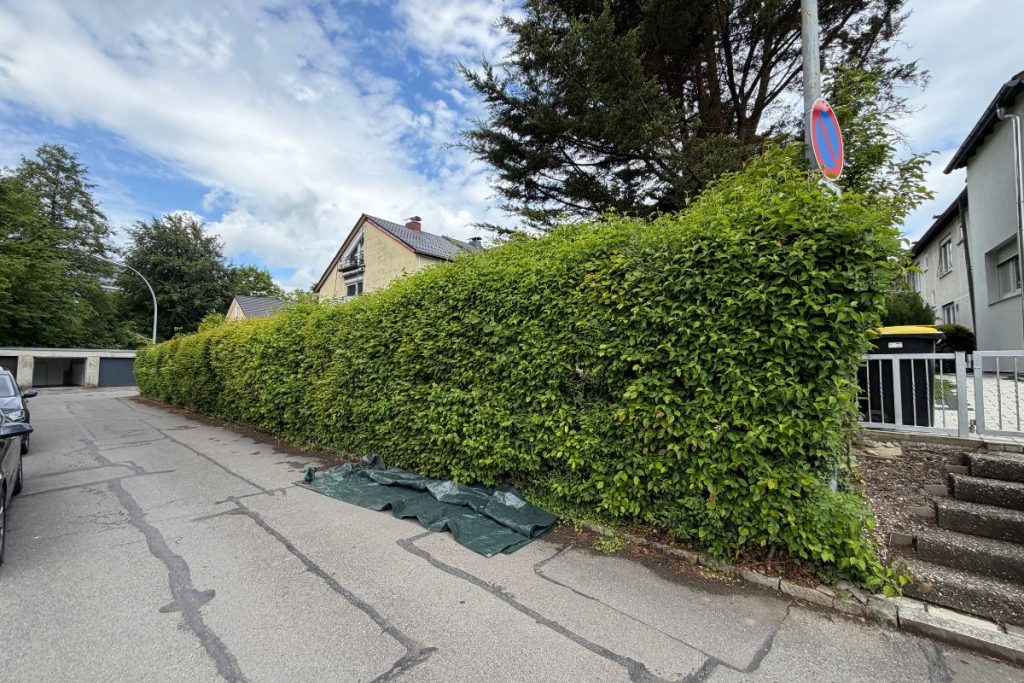 gartenpflege-bodensee-hecke-vorher 1